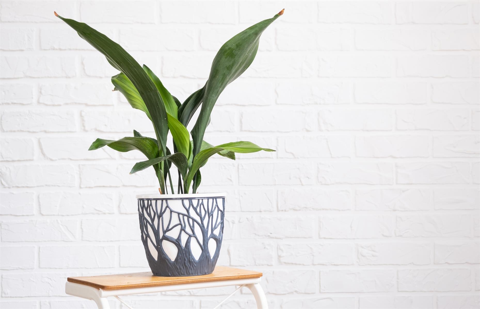 Safe swap: cast iron plant (Aspidistra)